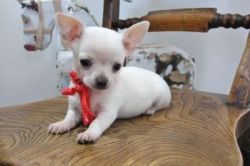 Chihuahua Currently AvaliabLe Serious Persons Only. (xxx)xxx-xxxx