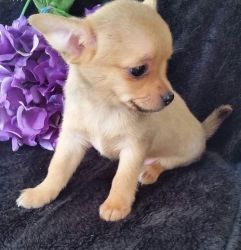 Registered Chihuahua puppies TEXT , xxxxxxxxxx