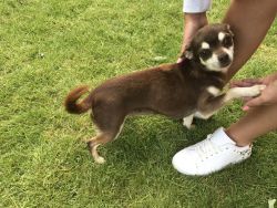 Gorgeous Chihuahua Puppy for sale.