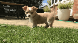 Beautiful Chihuahua Puppy for sale