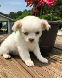 Fantastic Chihuahua Puppies