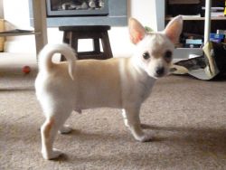 ** Exceptionally chihuahua Tiny Blue Fawn Smoothcoat Boy **