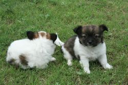 ckc t-cup chihuahua babies