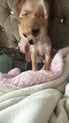 Fawn Chihuahua Puppies