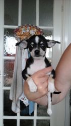 Adorable Chihuahua Puppies For Sale Ready Now!