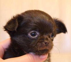 NEW!!! Elite Chihuahua puppy for sale from Europe