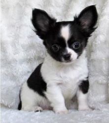 Quality chihuahua puppy ready to go