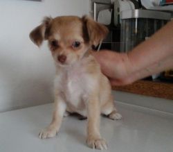 Adorable Male Chihuahua Puppy For Sale