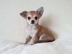 Kc Long Coat Chihuahua Puppies