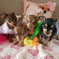 Adorable Chihuahua kittens