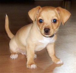 Chihuahua puppies for sale (xxx) xxx-xxx4