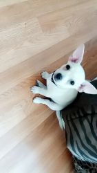 Chihuahua Dashound ALL WHITE puppy