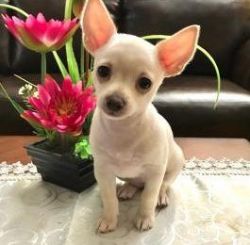 Ready Now Chihuahua Pups
