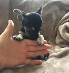 Chihuahua Puppy's For Sale