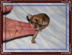 Chihuahua puppy with very good apple line.