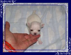 White chihuahua puppy apple line going to be small.