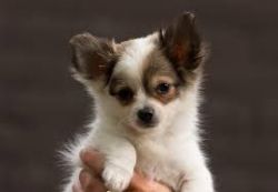 male and female Chihuahua puppies ready now. chihuahua for sale