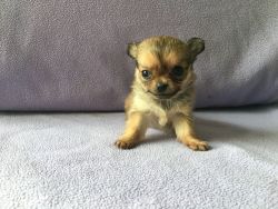 Super Tiny Teacup Chihuahua