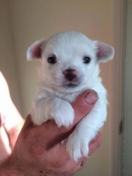 Beautiful Tiny Longcoat Chihuahua Puppy