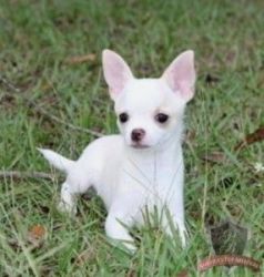 Chihuahua Puppies that needs a new home now! parents are moving out of
