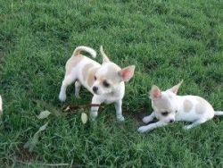 lovely mini toy chihuahua puppies for adoption