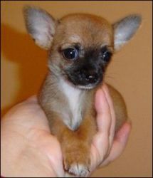 Good looking male and female chihuahua puppies for free adoption