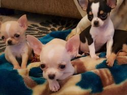 Well trained 6 weeks old chihuahua pups ready for rehoming now.