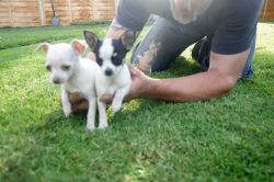 Healthy Chihuahua puppies