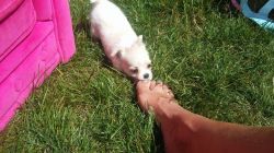 Beautiful Chihuahua Puppy