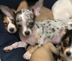 AKC Chihuahua males and females blue eyed puppy