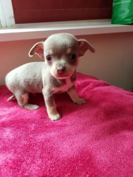 Gorgeous S/c Chihuahua Puppies