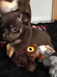 A Beautiful Tiny Tiny Chihuahua Puppies looking for a new home