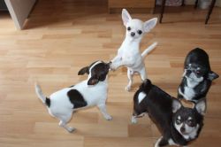 Kc Chihuahua Puppies