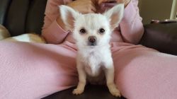 chihuahua for sale