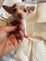 Ckc Tiny Chihuahua puppies for sale