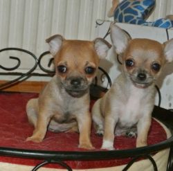 Lovely Male And Female Chihuahua Puppies