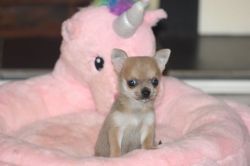 Blue Fawn Chihuahua Smoothcoat Male Puppy