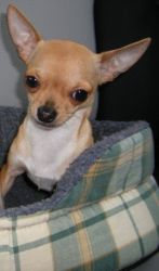 Chihuahua Smooth Coat Baby Girl