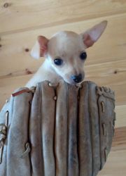 9 week old ckc registered male Chihuahua puppy