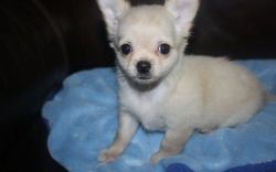 resplendent M/F Chihuahua Puppies ready now for any good home