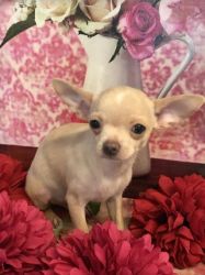 Adorable Chihuahua Puppies for sale