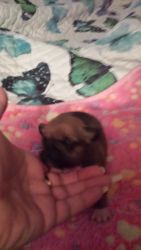 Chihuahuas Puppies For-sale