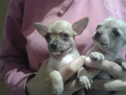 Beautiful Tiny Chihuahua Puppies For New Homes