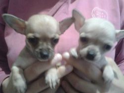 Cute Chihuahua puppies for a new home