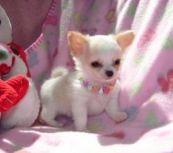 Adorable male and female chihuahua puppies for adoption