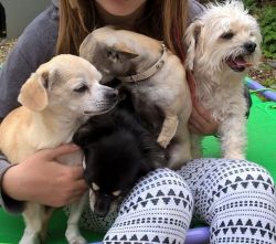 Family Of Chihuahuas In Need Of A Loving Home