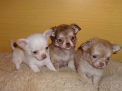 AKC Registered Chihuahua Puppies