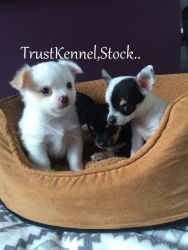 Trust Kennel Chihuahua Pups For Sale.