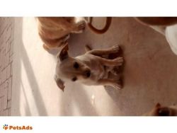 Playful and healthy Chihuahua puppies