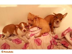 Tiny Chihuahuas puppies